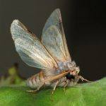 moth pest control sydney