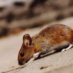 rat pest control sydney