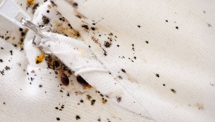 Bed Bugs - Rex Pest Control Services