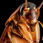 Cockroach Pest Control Sydney