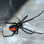 spider pest control sydney