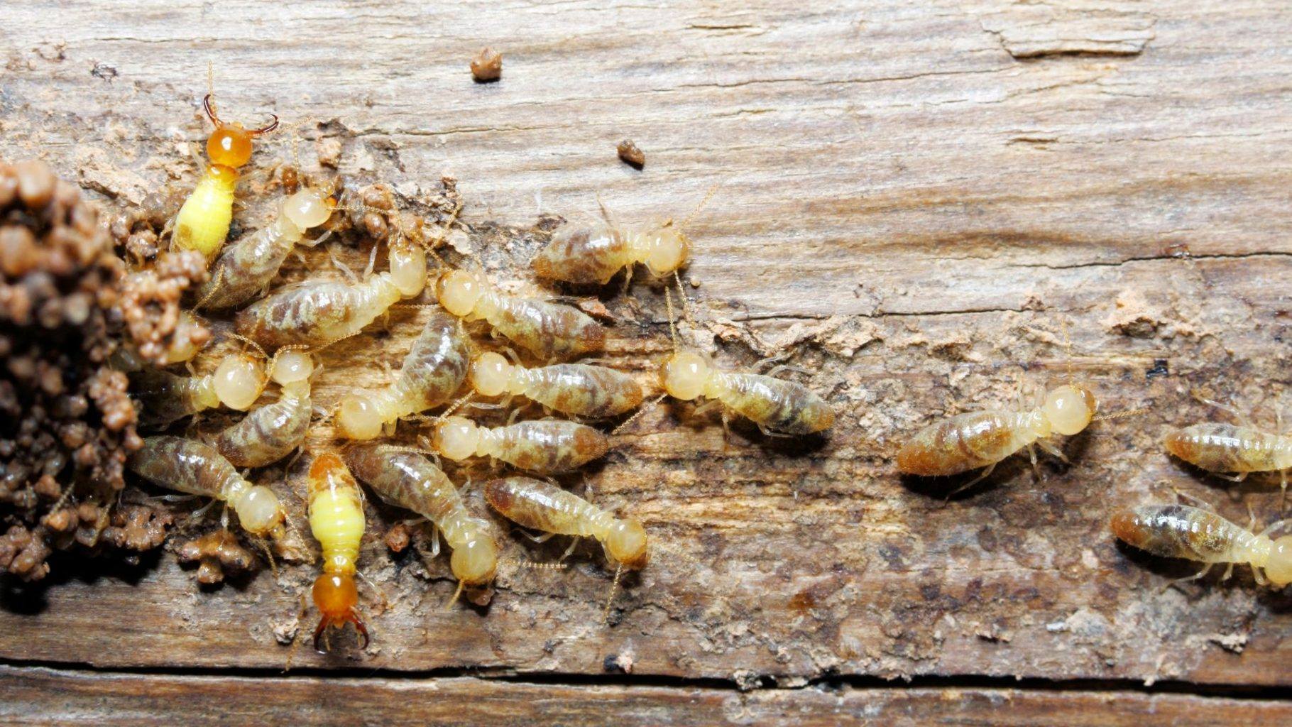 termite pest control sydney