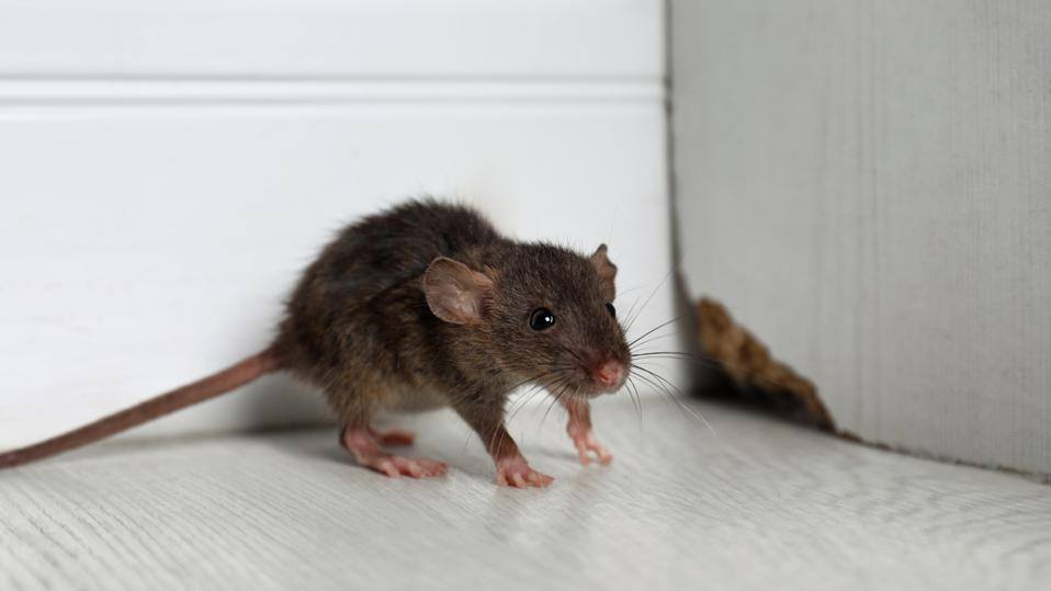 mice pest control