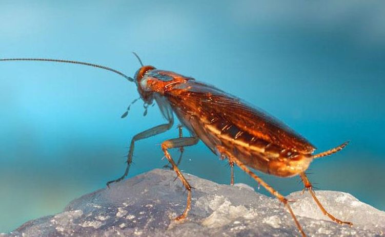 common pests found in Australian homes 